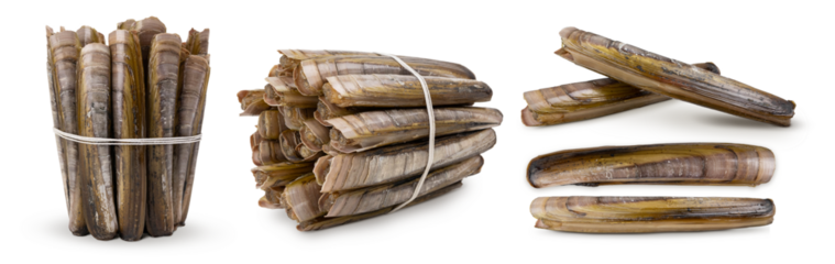 Razor clams isolated on white background. Fresh seafood.