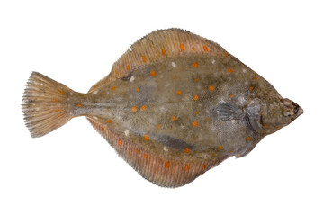 Plaice fish isolated on white background. Fresh flounder
