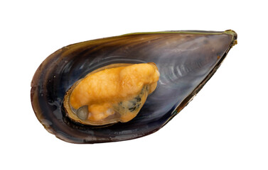 Mussels isolated on white background. Fresh seafood.