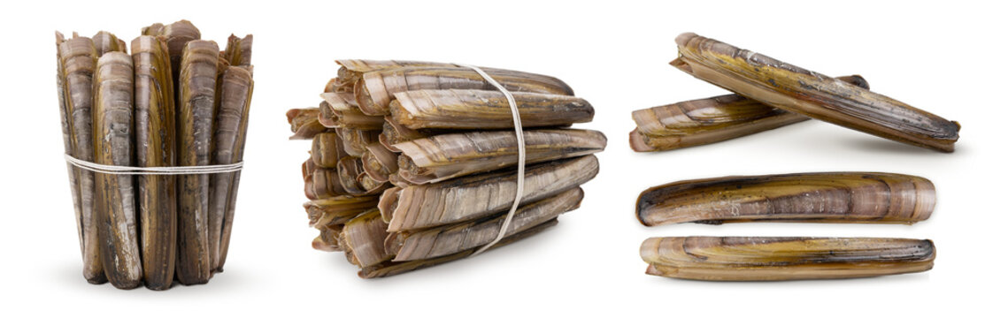 Razor clams isolated on white background. Fresh seafood.