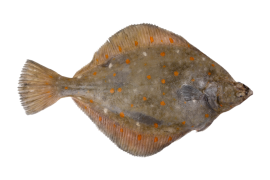 Plaice fish isolated on white background. Fresh flounder