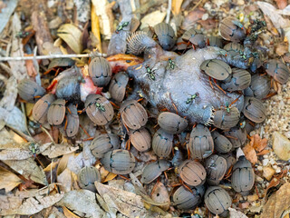 A group of scarab disposes of animal carcasses. Zombitse-Vohibasia National Park Madagascar wildlife.
