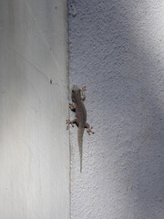 Standings day gecko, Phelsuma standingi sits on a white wall of a house. Zombitse-Vohibasia National Park Madagsakr wild life.
