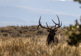 Naklejka na ściany i meble Bull Elk in Wyoming During the Fall Rut