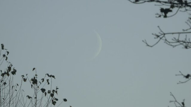 New moon and wood at night. Dark branches against moon.