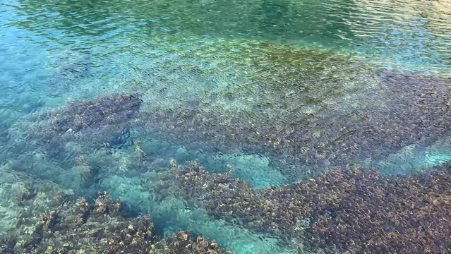 Sea underwater scene with reef algae.
