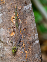 Standing day gecko, Phelsuma standingi, sits on the cracked bark of a tree. Zombitse-Vohibasia National Park Madagascar wildlife.