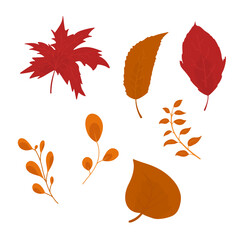 Various varieties of autumn maple flowers. Autumn day