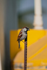 sparrow on a fence