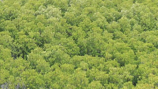 mangrove forest waving in the wind.