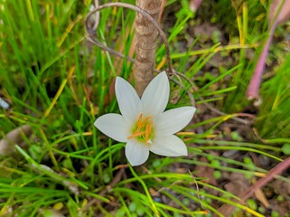 Cacao flower or Zephyranthes candida is a type of medicinal plant. Cacao flower, known as the zhong lan plant in China, is a type of plant from the daffodil family with a height of 15–30 cm.