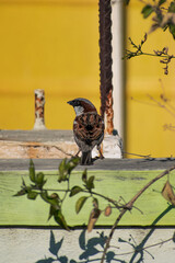 Sparrow bird on fence 