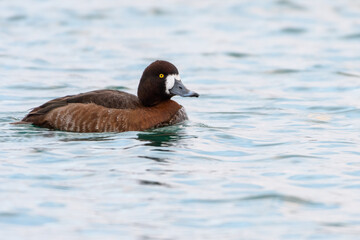 Ruddy duck swimming