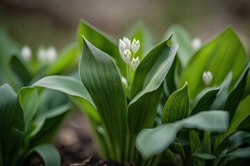 Close up of tender springtime leaves of wild garlic. Wild garlic, also called ramsons, buckrams, bear leeks, or bear's garlic, is the young sprout of the plant Allium ursinum. Edible plant growing wil