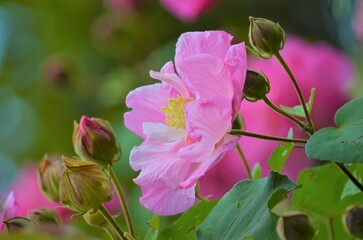 庭に咲くピンクのバラ