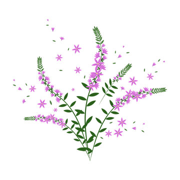 Beautiful pink calluna flowers on a white background