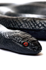 Black snake toy isolated on white background