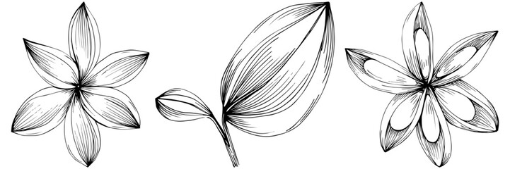 Cinnamon vector isolated plant with leaves. Herbal engraved style illustration. Detailed organic product sketch.The best for design logo, menu, label, icon, stamp.