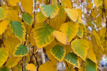 autumn leaves background