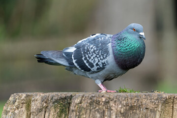 A Rock Dove Pigeon standing on a tree stump with an out of focus background