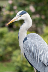 Close up of a Grey Heron bird with an out of focus background