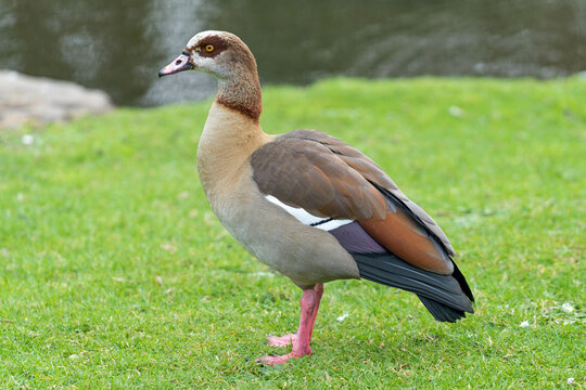 Egyptian Goose standing on the grass next to a lake 
