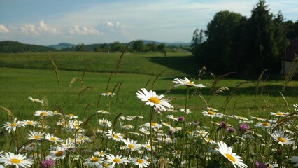 Sommer auf dem Land mit weiß-gelben Blumen und grünen Hügeln