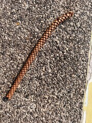 Long cone of needles