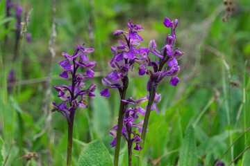 Blooming wild Orchis sambucina close-up in a spring field. Purple orchid with blurred green background