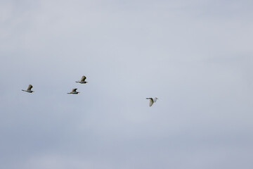 Four white egrets (egretta garzetta) are flying in a gray sky