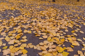 autumn leaves on the ground