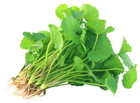 Medicinal thankuni leaves of Indian subcontinent