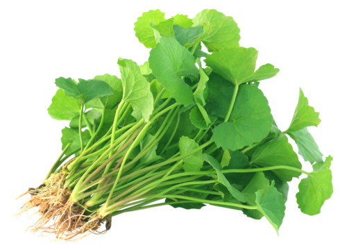 Medicinal thankuni leaves of Indian subcontinent