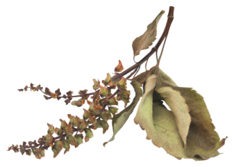Dry holy basil or tulsi leaves with flower