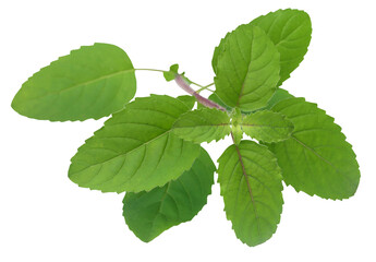 Medicinal red tulsi leaves