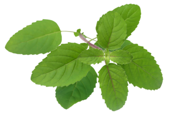 Medicinal red tulsi leaves