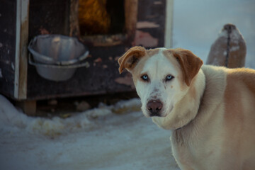 Hund neben einer Hundehütte im Schnee