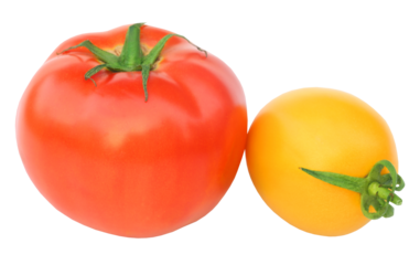 Ripe tomatoes of two colors