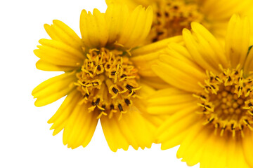 Wedelia over white background