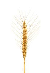 Wheat over white background