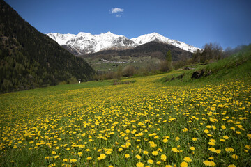 primavera montagna fiori