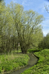 Ruisselet au fond de son fossé longeant bois et pelouses au parc du Paradis à Braine-l'Alleud 