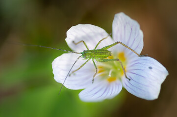 Close-up of Eastern Saw-tailed Bush cricket nymph on white flower of common wood sorrel plant (Oxalis acetosella) 
