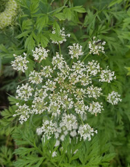 little white flowers in the garden