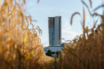 View of the unfinished skyscraper through the field of golden wheat