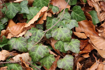 Closeup of ivy leaves on the ground