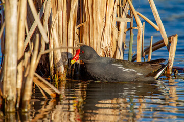 Common Moorhen ( gallinula chloropus )