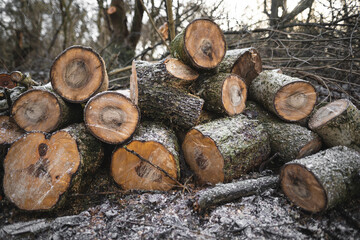 many cut trees in the forest for firewood