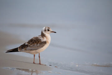 Vogel am Strand 
