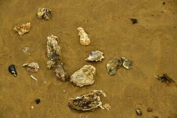 Morceaux de coquilles d'huitre sur le sable de la Grande-Plage à Ostende 